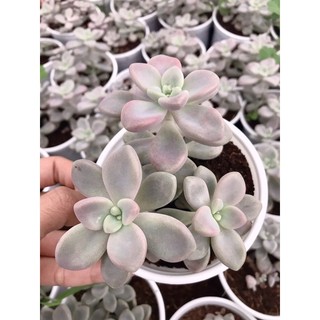 SEN ĐÁ SỎI HỒNG ĐÀ LẠT SIZE TRUNG