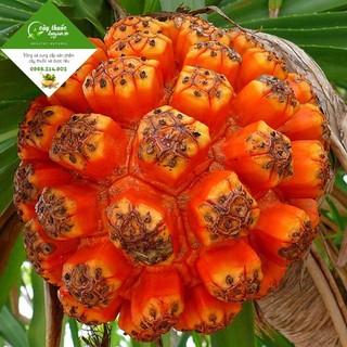Quả dứa dại sấy khô, sạch (Trái dứa gai, dứa rừng khô)