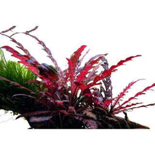 Hygrophila Pinnatifida - Cây Liễu Đỏ Răng Cưa(Lá Cạn/Lá Nước) - Cây Thuỷ Sinh Cắt Cắm