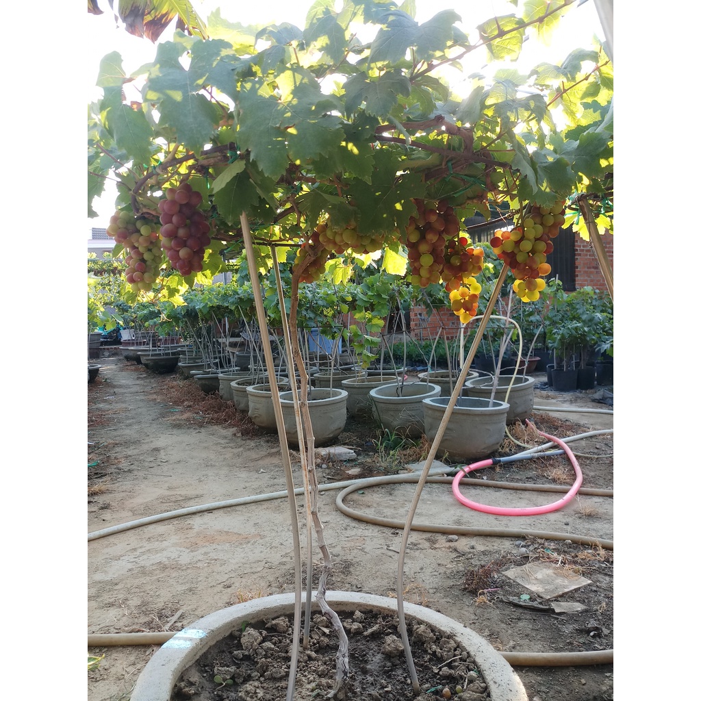 Cây nho giống Đỏ Ninh Thuận thân dây leo giàn trồng chậu tại nhà ND01