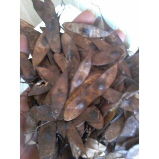 Quả Trắc Đỏ giống, trồng rừng - 100 gram