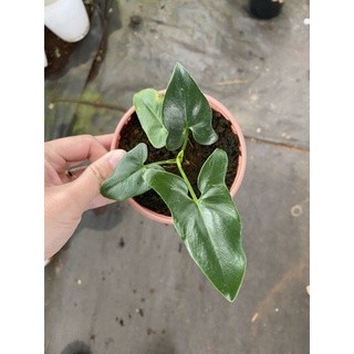 chậu philodendron geoldii