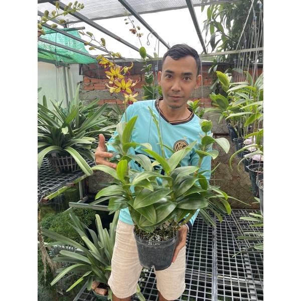 GE Nha Đam - Phân Bón Hữu Cơ - Chai 500ml