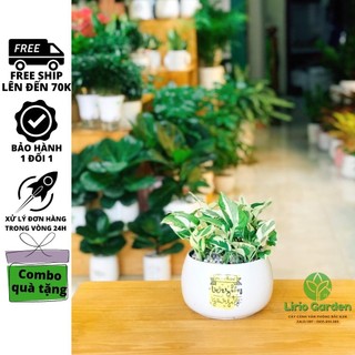 [ Quà Tặng Kèm ] cây trầu bà cẩm thạch , trầu bà sữa