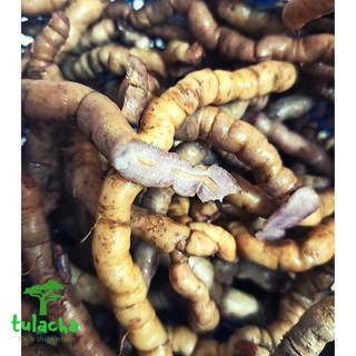 Ba kích tím, ba kích tươi, ba kích ngâm rượu, ba kích rừng vùng núi cao Tây Bắc