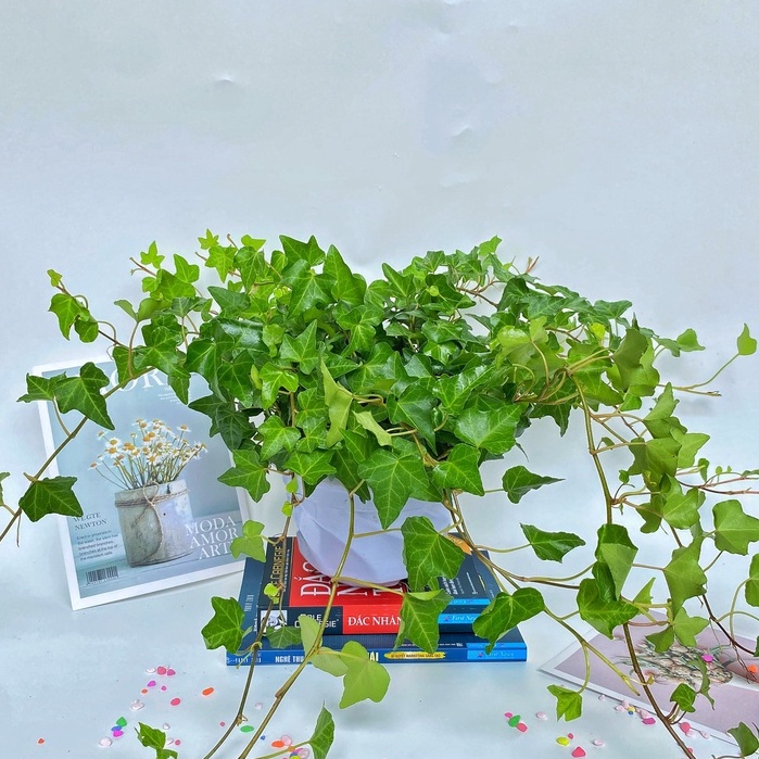 Cây thường xuân  trồng chậu treo, cây cực nhiều nhánh lá xanh tươi quanh năm và dễ chăm sóc