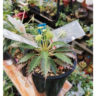 Hat cây Mặt Trời H.45 Dorstenia Horwoodii