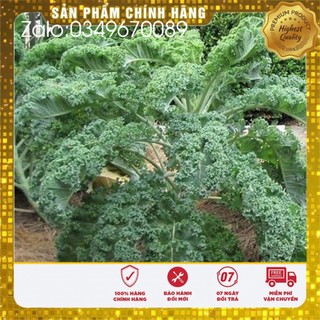 Hạt Giống Cải Xoăn Xanh- Cải Kale Xoăn ( 20 hạt)