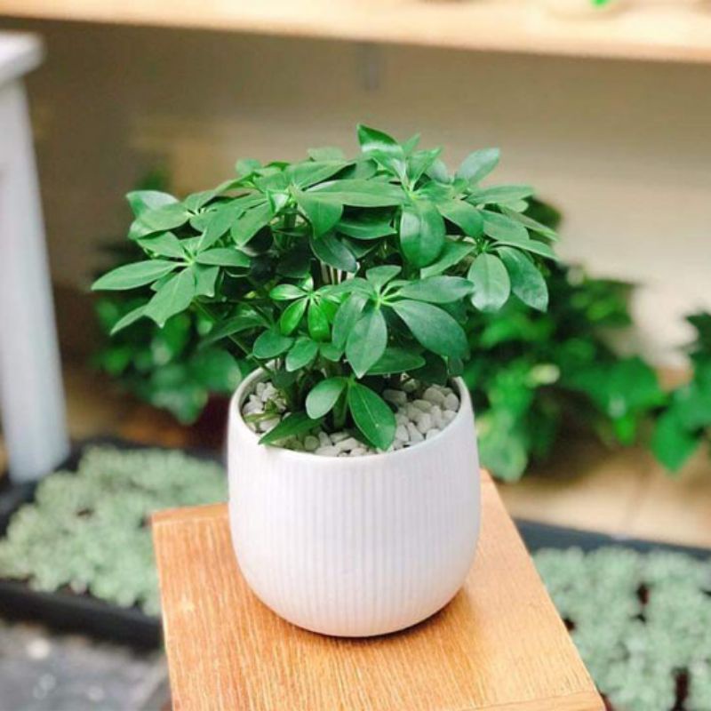 Cây 🌲 Ngủ gia bì mệnh Dần