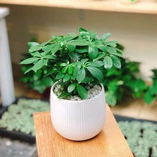 Ngủ gia bì mệnh Dần