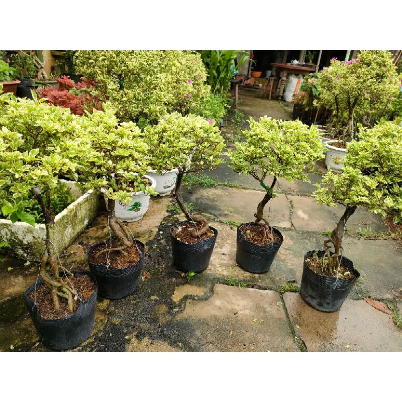 Chậu hoa giấy cẩm thạch