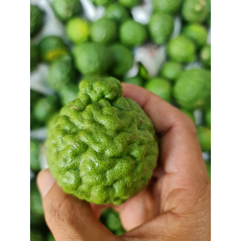 Trái Chúc Tươi - Trái Chanh Thái 1kg