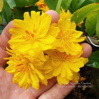Cây mai cúc vạn phúc - bonsai gốc đẹp, hoa to