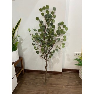 Combo cây bạch đàn kèm chậu