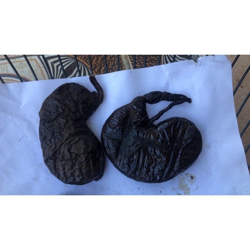 Dạ Dày Nhím Rừng chuẩn xịn chất lượng 100%