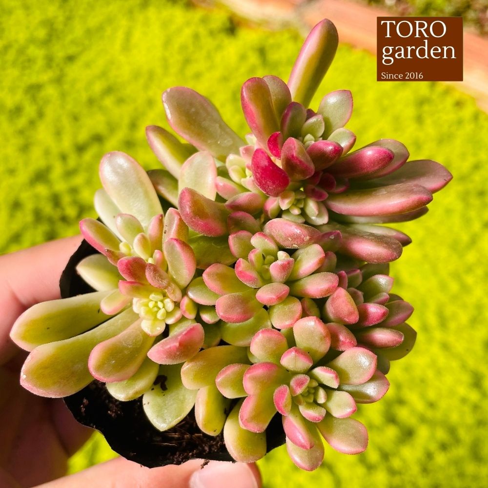 Sen đá sedum cam var Đà Lạt size bé cây cảnh trang trí nhà cửa Toro garden
