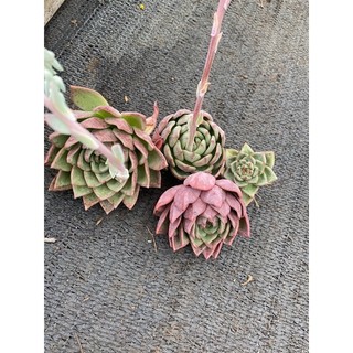 Cây sen đá pha lê mận lá tròn combo thNh lý 135k🌵 ❣   [Chính hãng]⚡ [Ảnh thật] ❤  [FreeShip] ✈  [Có sẵn]
