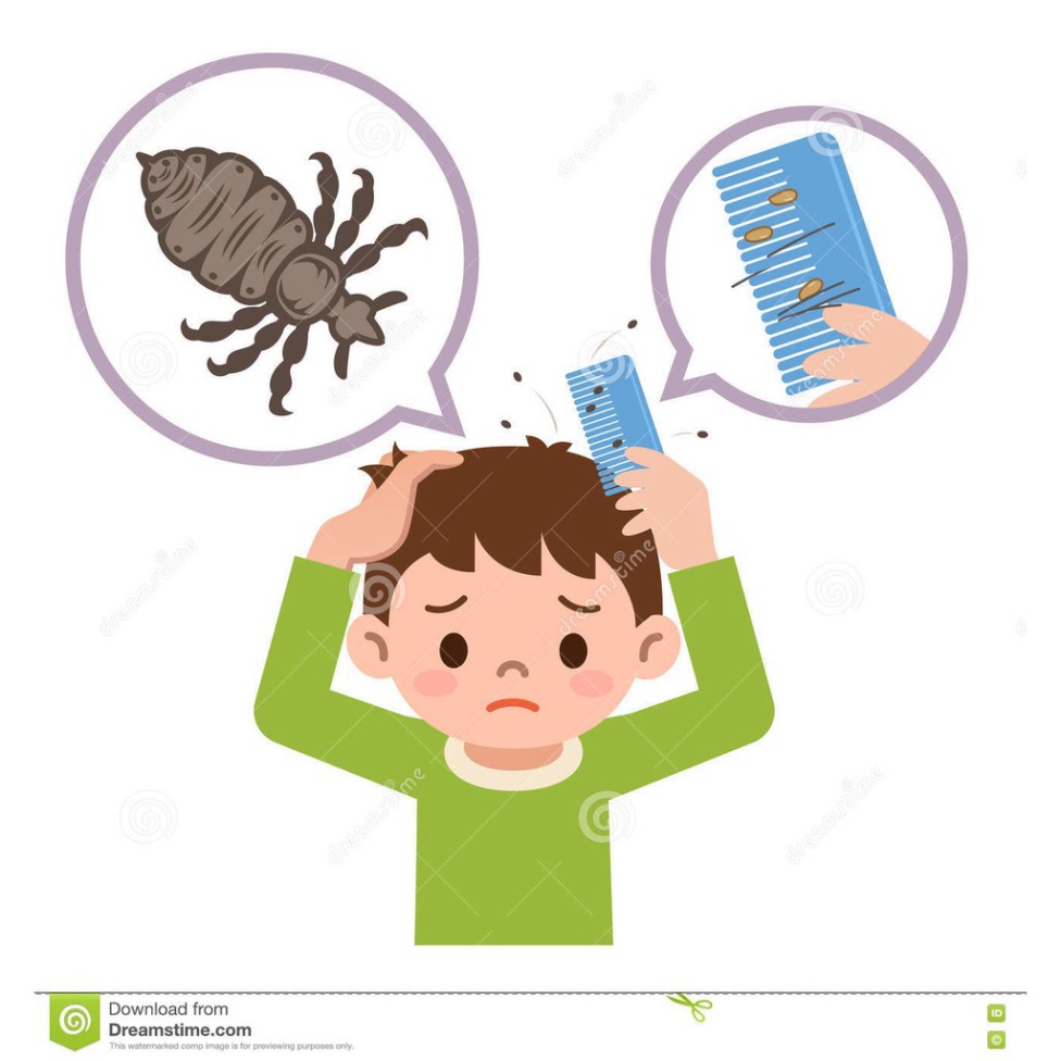 Dầu gội Aladin - Giúp hết sạch chấy  -Chính Hãng