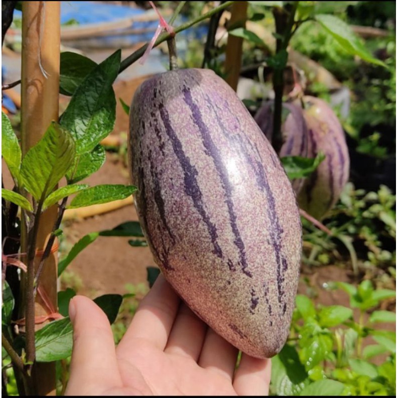 10 cây giống dưa pepino