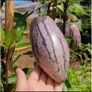 10 cây giống dưa pepino