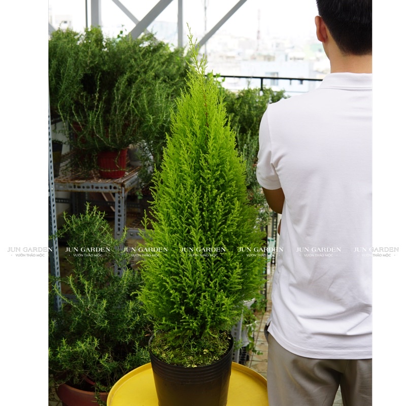 Tùng Thơm JUN GARDEN size tùng chanh