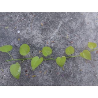 Trầu bà thái vàng
