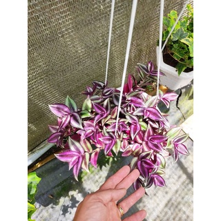 Chậu cứng tradescanti