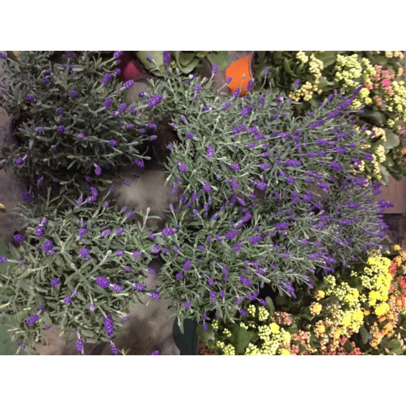 Chậu cây siêu hoa lavender để bàn