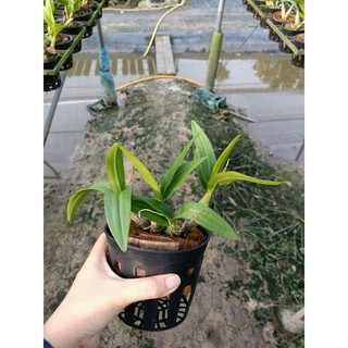 Hoa lan denro chớp sữa Enobi đang nụ hoa