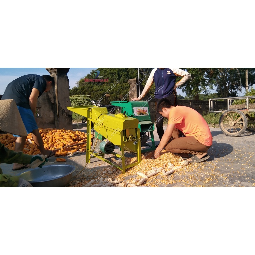 Máy tách hạt ngô trục đứng tách hạt siêu tốc,siêu sạch không gây vỡ hạt