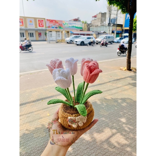 CHẬU HOA TULIP 5 BÔNG