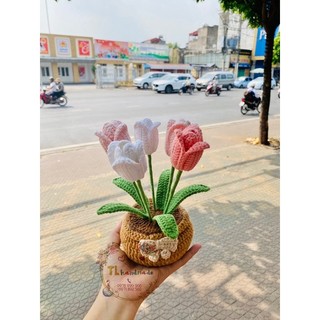 Chậu hoa tulip 5 bông