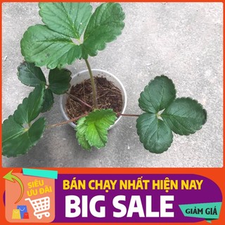 Cây dâu bạch tuyết - 1 cây