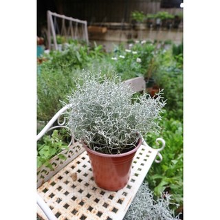 Cây silver bush gạc nai bạc