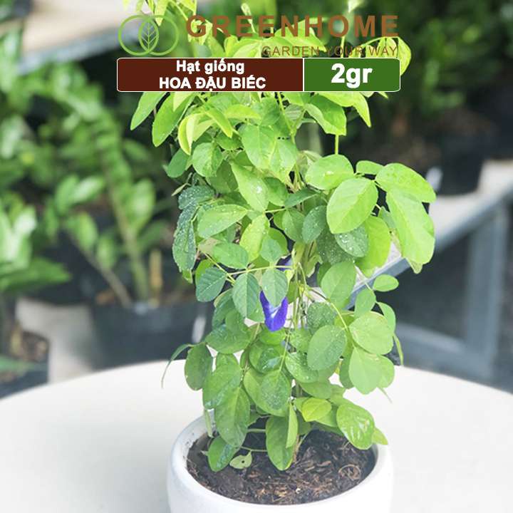 Hạt giống hoa Đậu biếc Greenhome, gói 2gr, dễ trồng nhanh ra hoa, trồng quanh năm H06