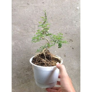 Cây Cần Thăng Bonsai