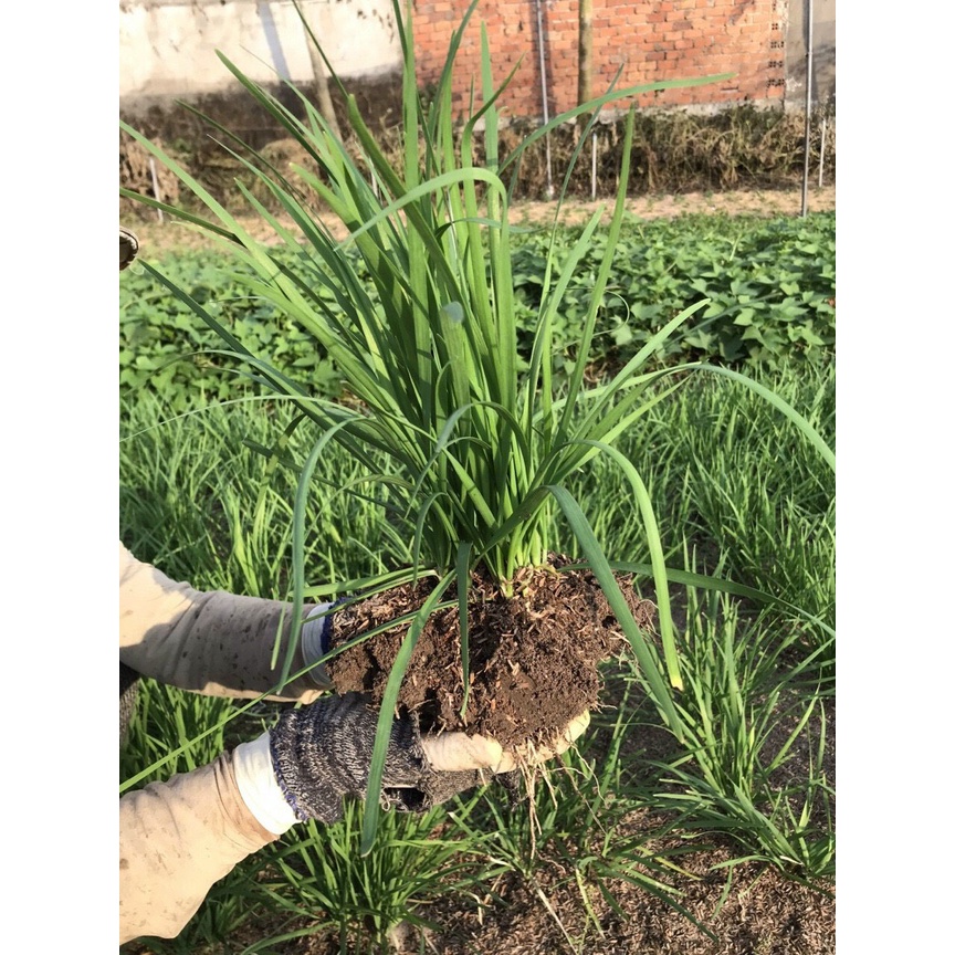 35 Cây Hẹ giống cao sản, trồng quanh năm.