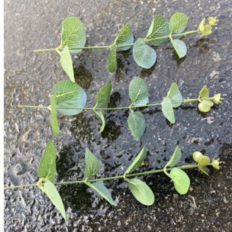 Phụ Kiện Hoa: Kẽm Cành, Lá Táo, Lá Hoa Hồng, Băng Keo Sáp, Rêu Sợi, Mút Xốp Cắm Hoa.