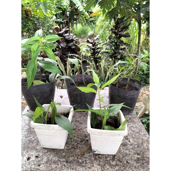 RAU LỦI TƯƠI  GIA LAI - ĐẶC SẢN TÂY NGUYÊN