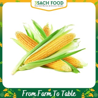 Bắp Mỹ (Trái)