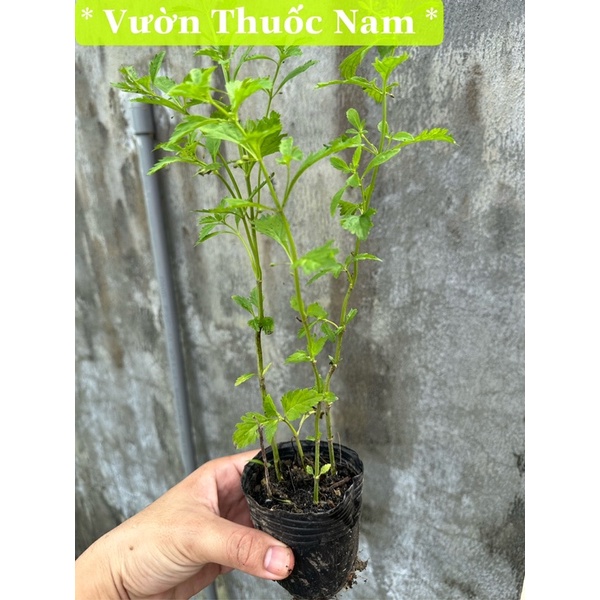 Combo 3 cây cam thảo đất làm giống