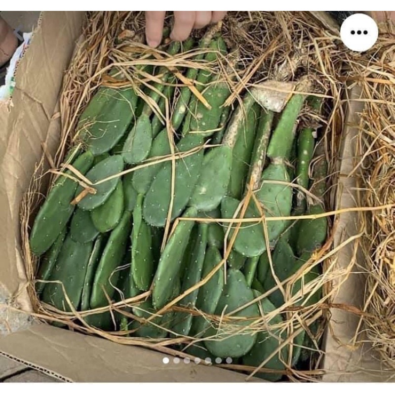 Xương rồng tai thỏ