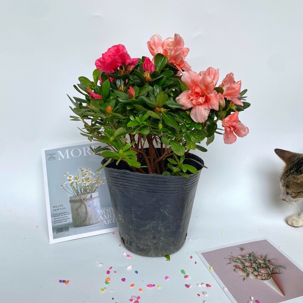 Hoa đỗ quyên cây cao 25cm sức sống khỏe hoa cánh hồng trắng bắt mắt mang lại may mắn thích hợp trang trí