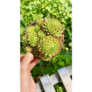 sen đá trúc phật bà sz 12 cm