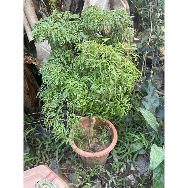 Cây đinh lăng lá nhỏ 50-60 cm