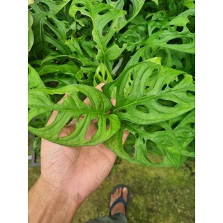 Cây Monstera adansonii - Trầu bà lổ