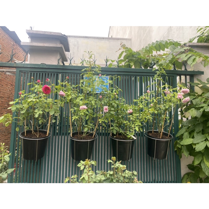 Combo phân bón cơ bản cho khách mới chơi hồng - Friendship Garden