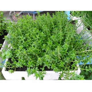 Hạt giống rau Ngổ (ngò điếc, ngò om, ngò thơm, ngổ đắng, ngổ trâu, ngổ đất) 200hạt