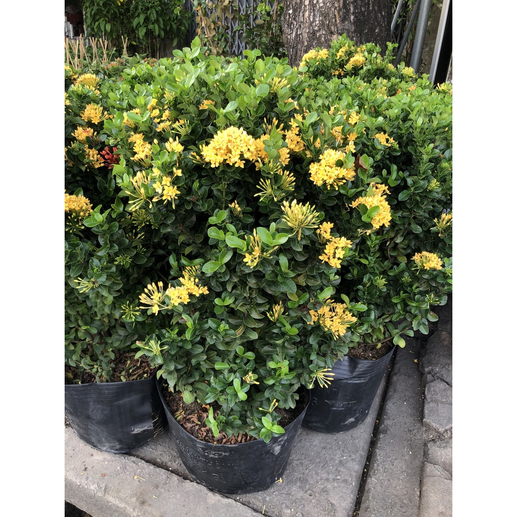 Chậu trang Thái hoa vàng trồng nơi có nhiều nắng chỉ gia TP.HCM