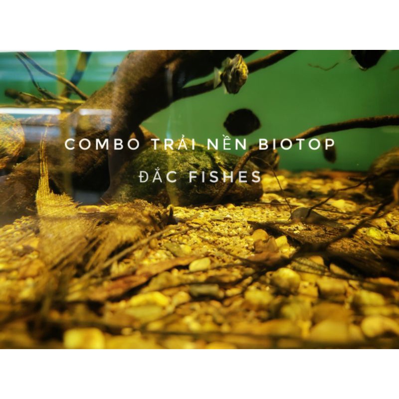 Combo trải nền biotop